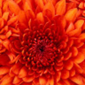 Meet your Posher, Lourdes